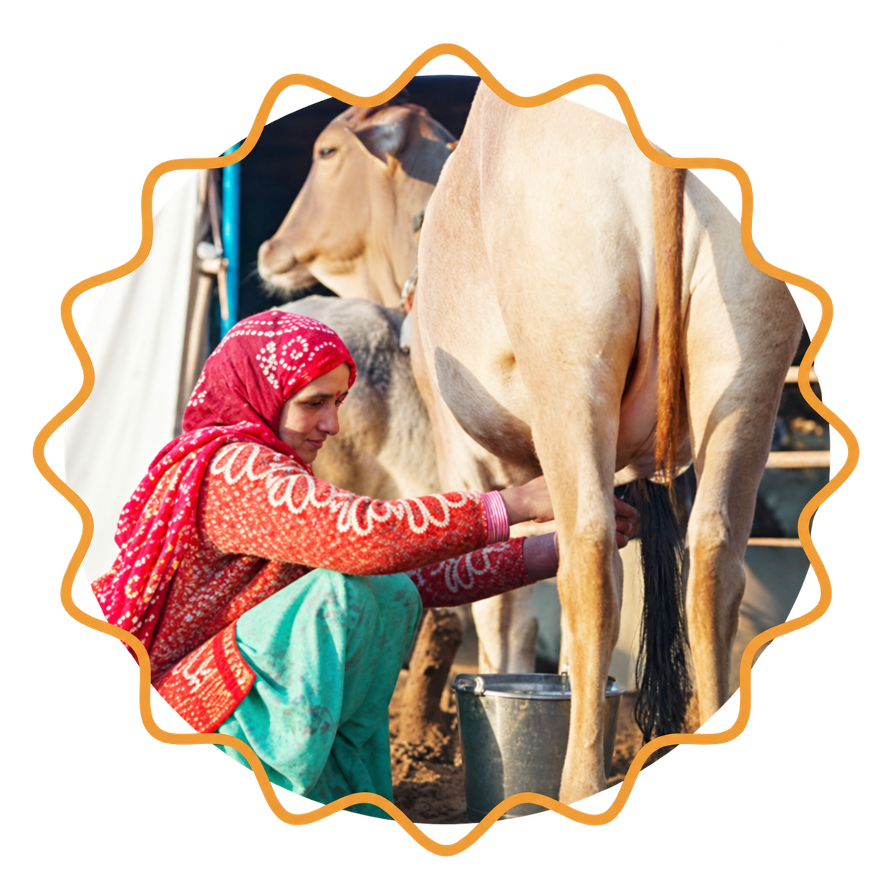 Cow being milked carefully by hand
